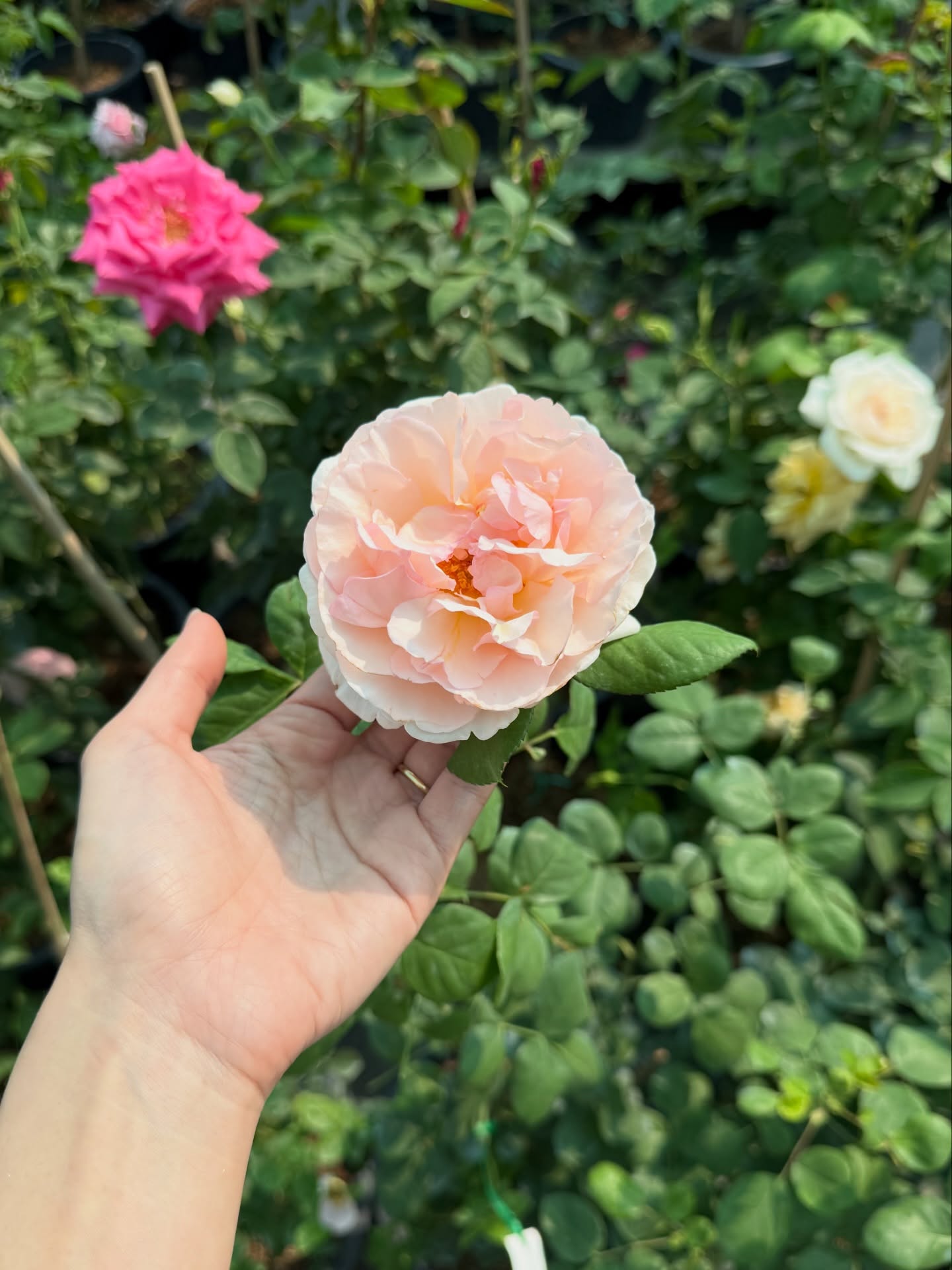 ยิปซี - คีรติ มหาพฤกษ์พงศ์