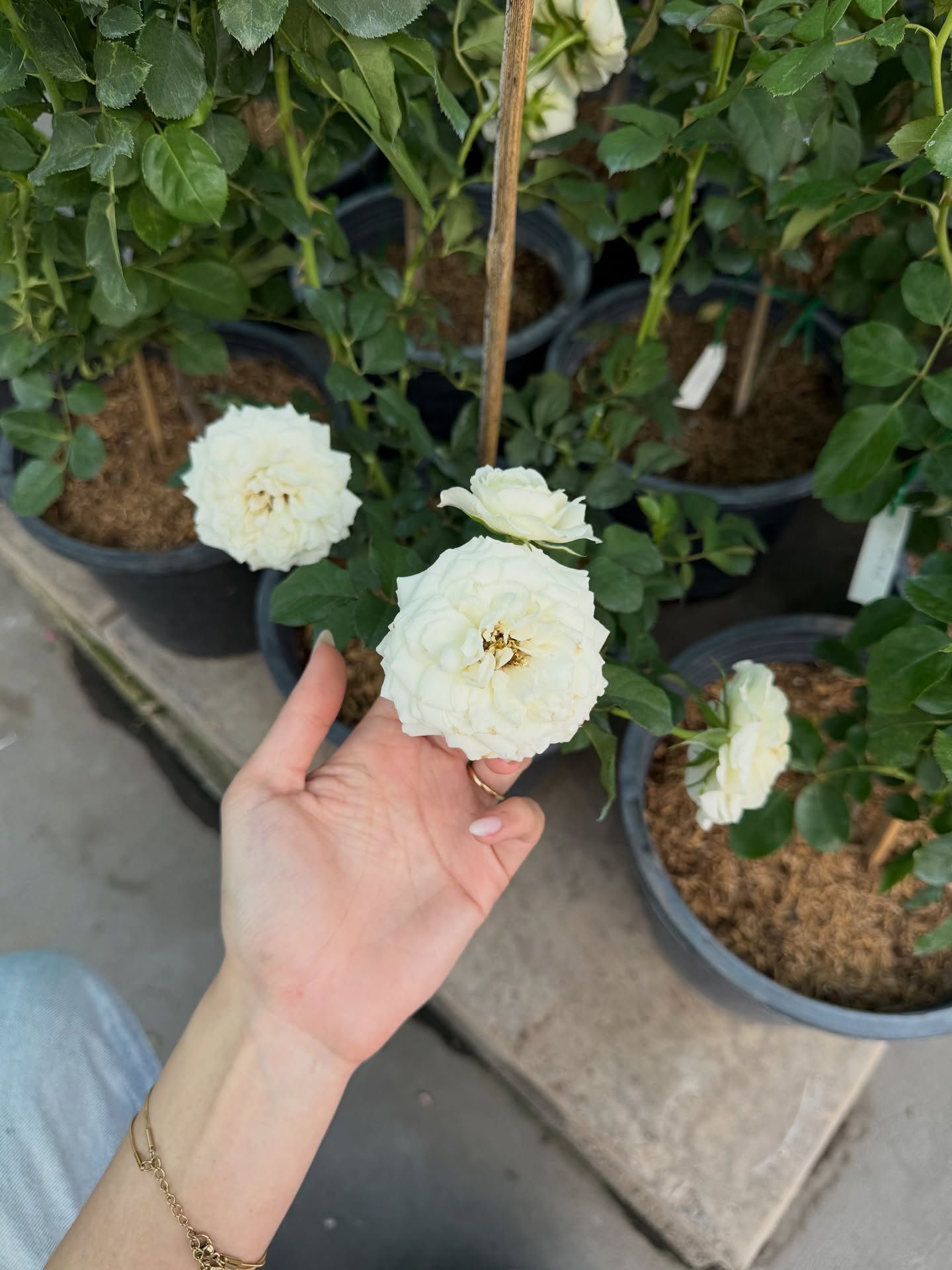 ยิปซี - คีรติ มหาพฤกษ์พงศ์