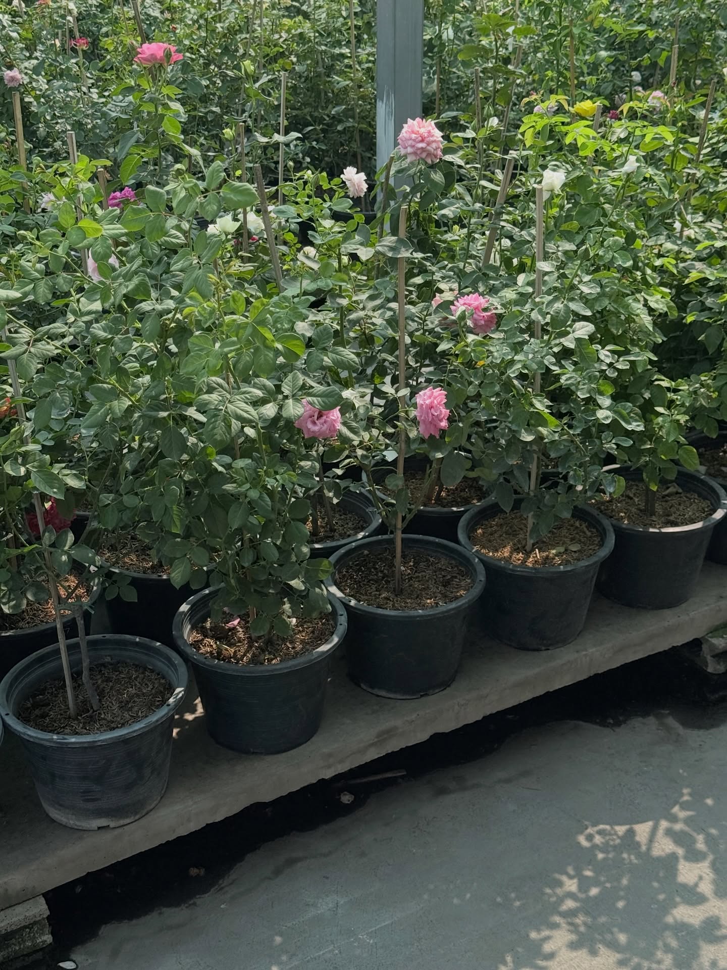 ยิปซี - คีรติ มหาพฤกษ์พงศ์