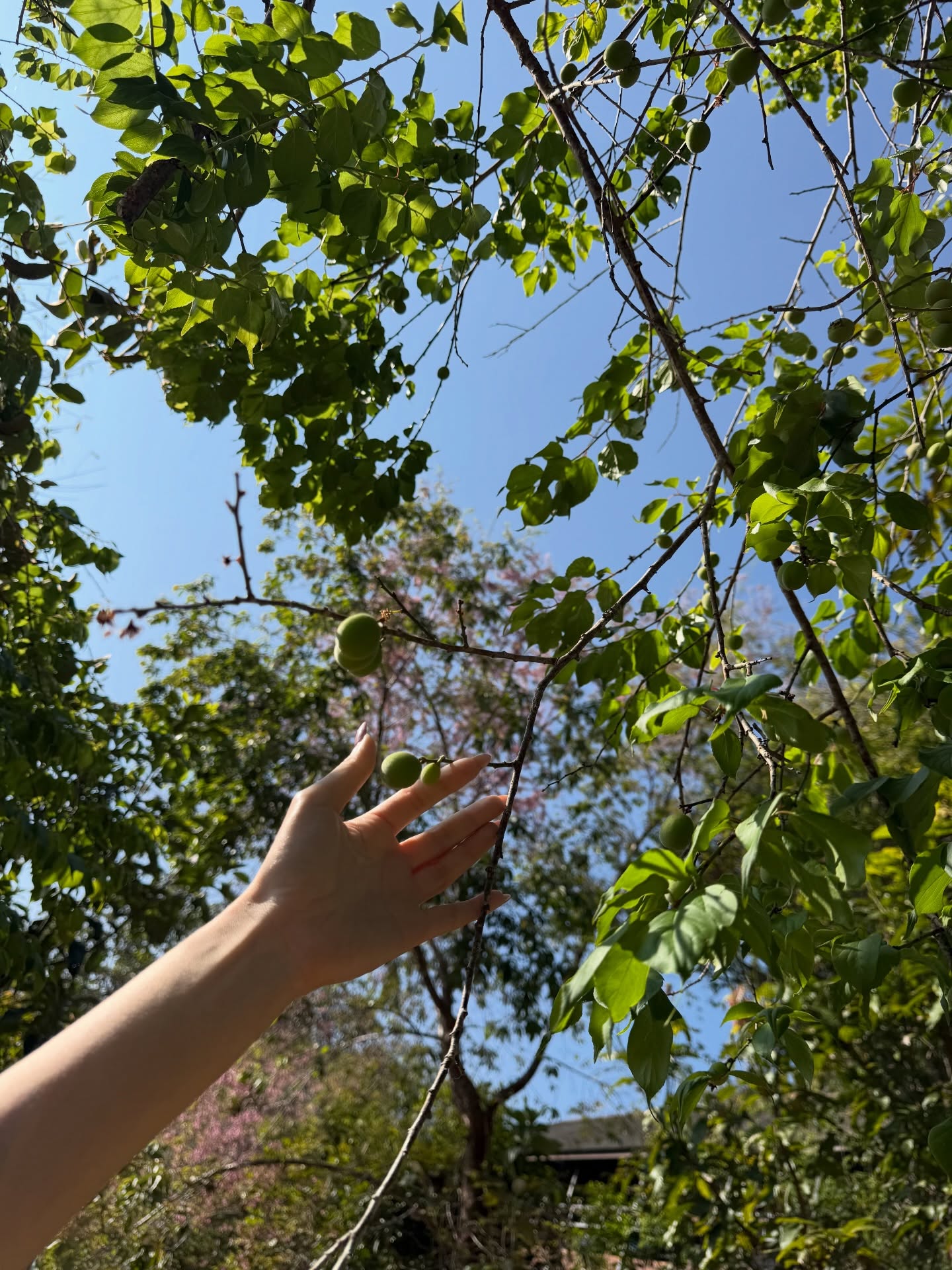 ยิปซี - คีรติ มหาพฤกษ์พงศ์