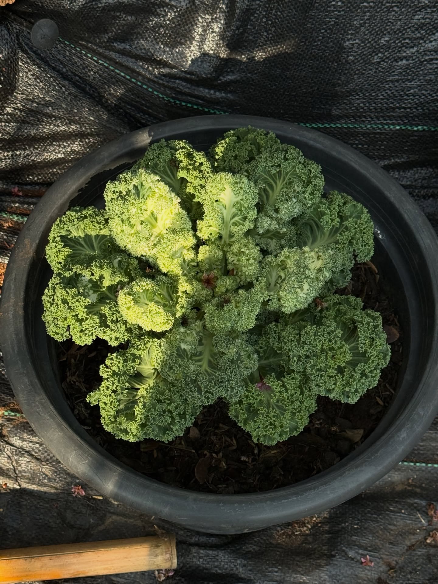 ยิปซี - คีรติ มหาพฤกษ์พงศ์