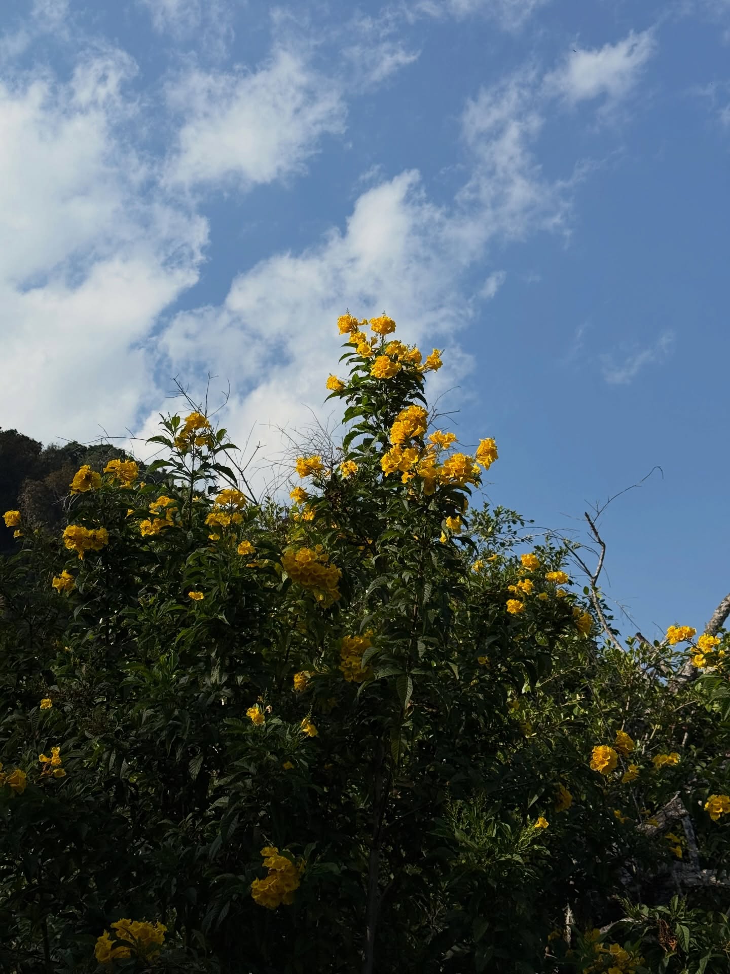 ยิปซี - คีรติ มหาพฤกษ์พงศ์