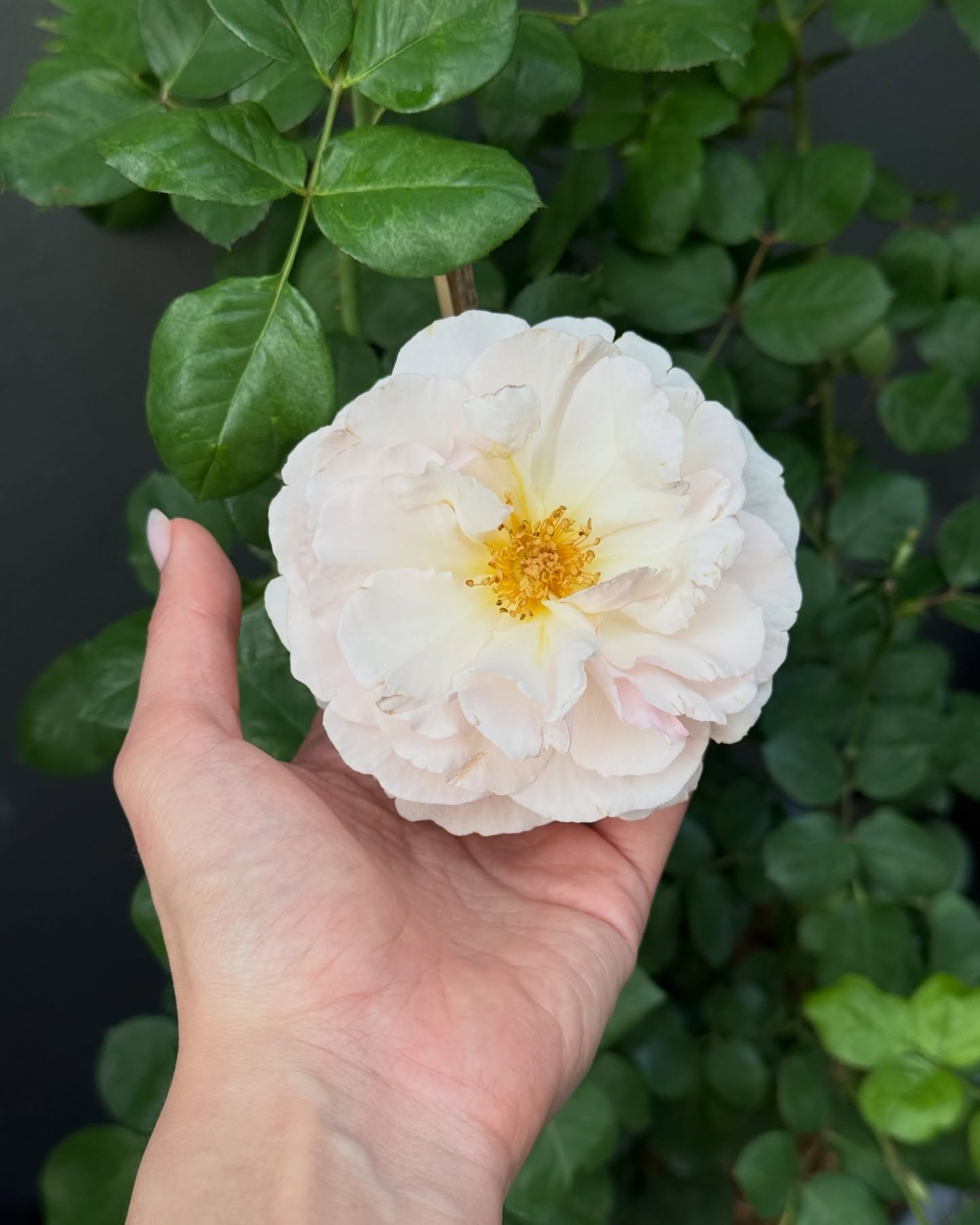 ยิปซี - คีรติ มหาพฤกษ์พงศ์