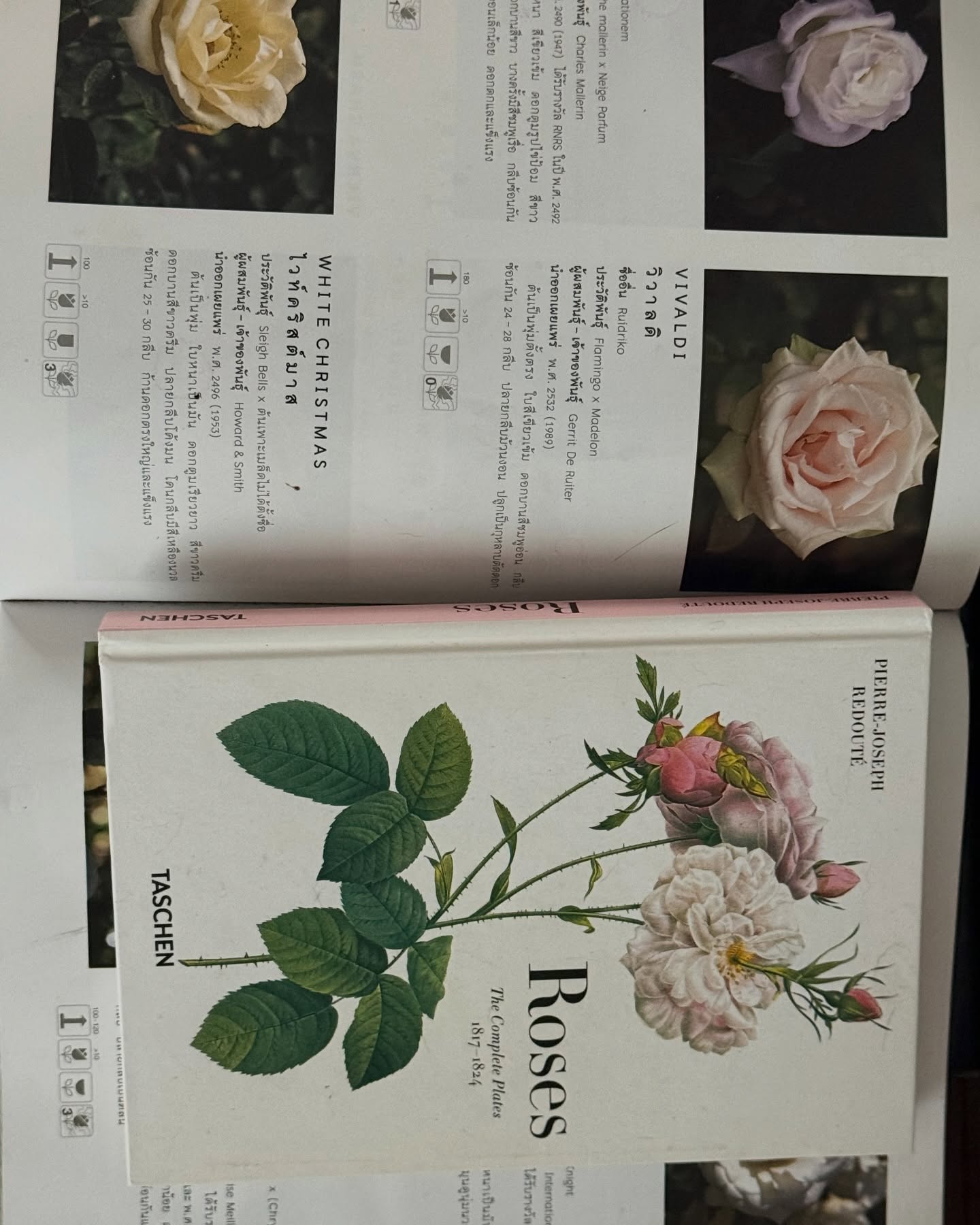 ยิปซี - คีรติ มหาพฤกษ์พงศ์