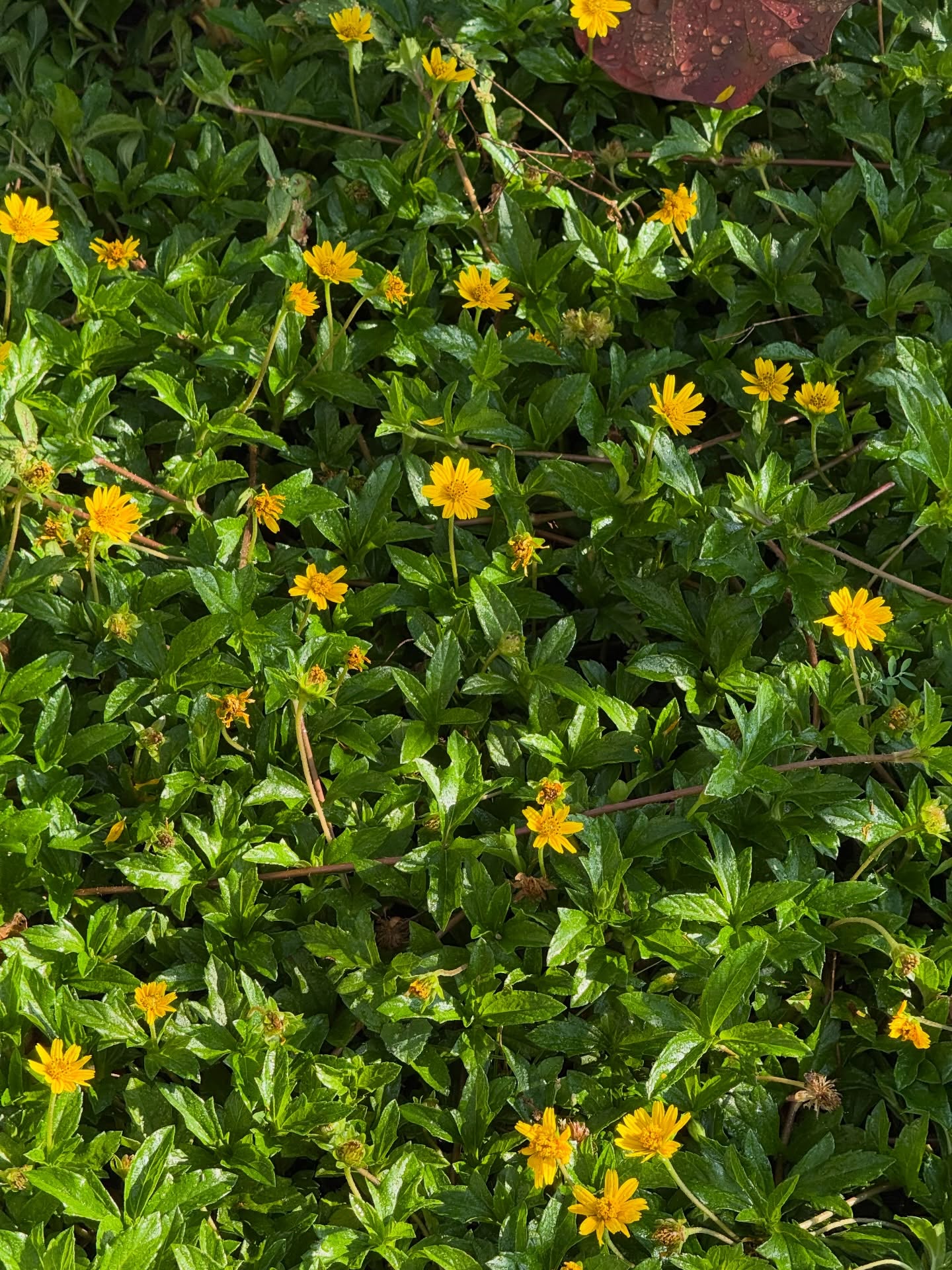 ยิปซี - คีรติ มหาพฤกษ์พงศ์