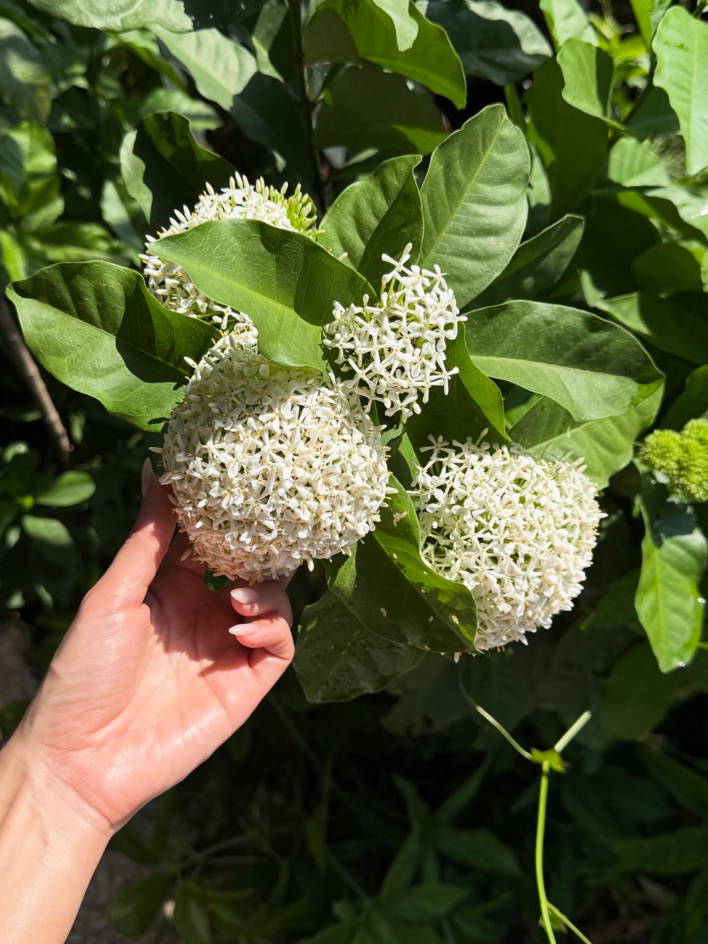 ยิปซี - คีรติ มหาพฤกษ์พงศ์