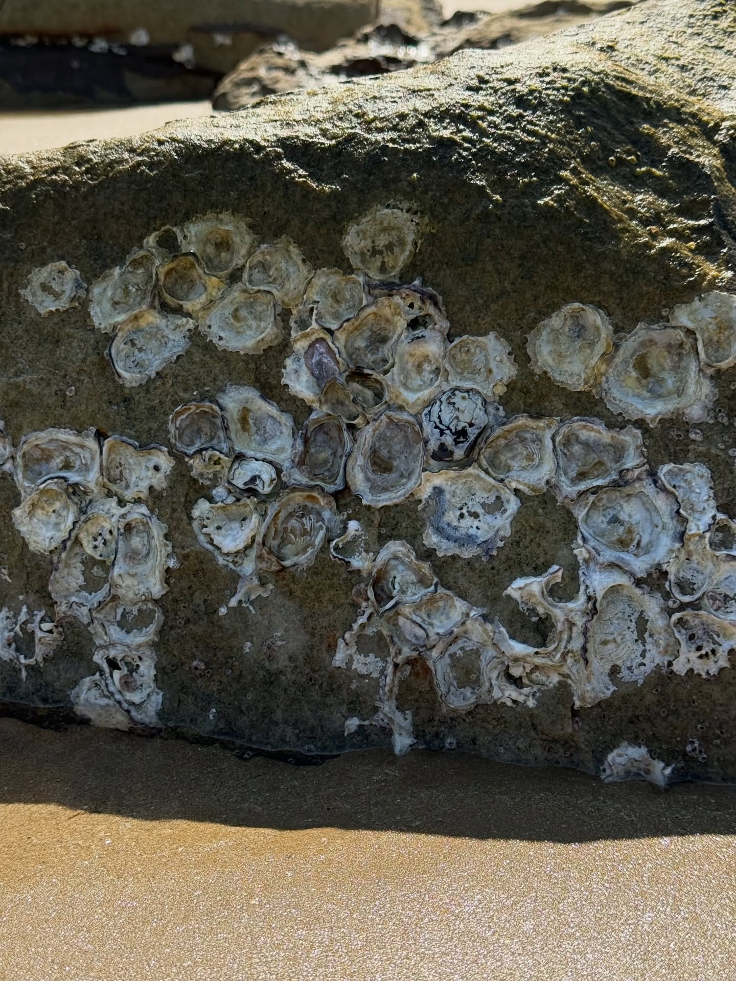 ยิปซี - คีรติ มหาพฤกษ์พงศ์