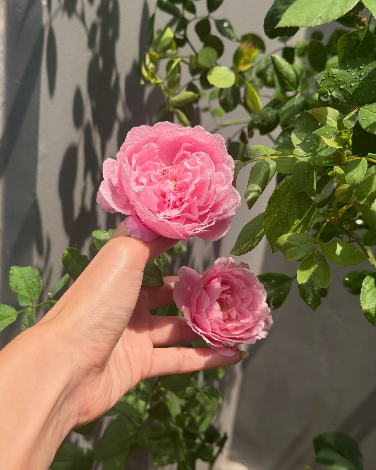 ยิปซี - คีรติ มหาพฤกษ์พงศ์