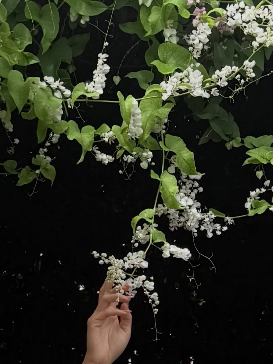 ยิปซี - คีรติ มหาพฤกษ์พงศ์