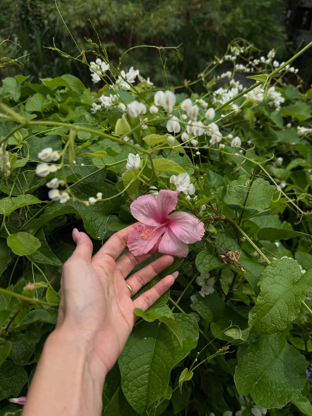 ยิปซี - คีรติ มหาพฤกษ์พงศ์