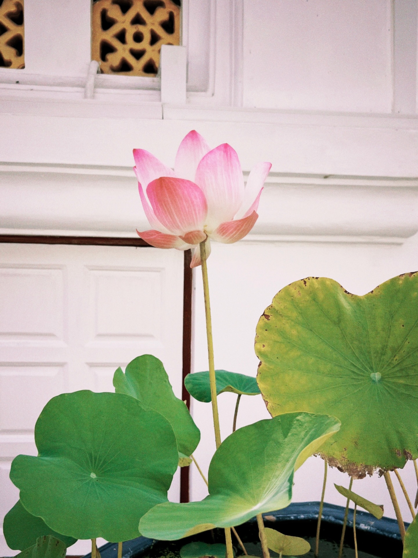 ดรีม - ณัฐณิชา เหลืองอนันต์คุณ