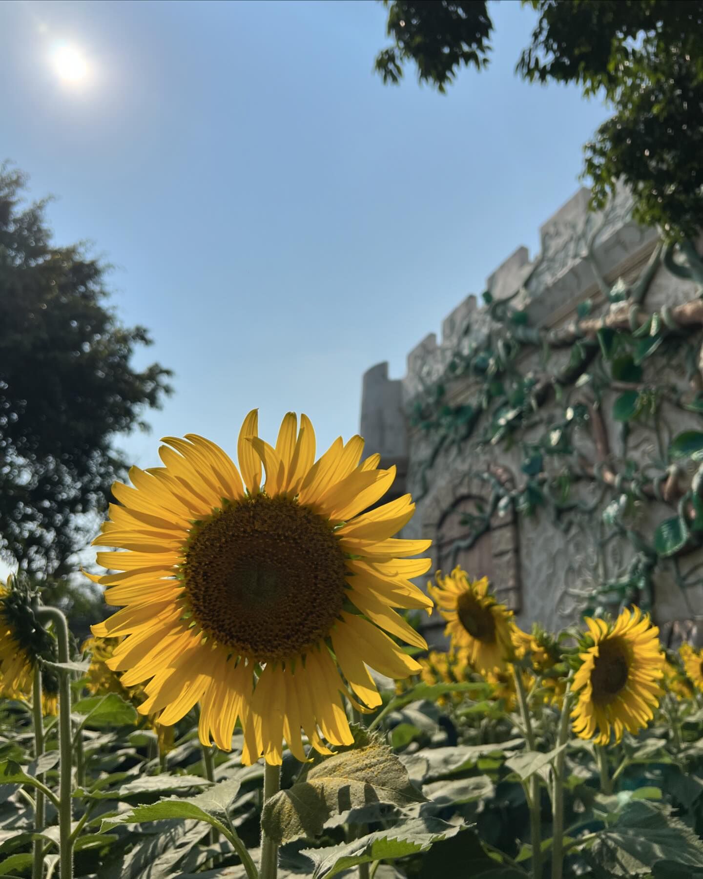 ก้าวหน้า - กิตติภัทร แก้วเจริญ