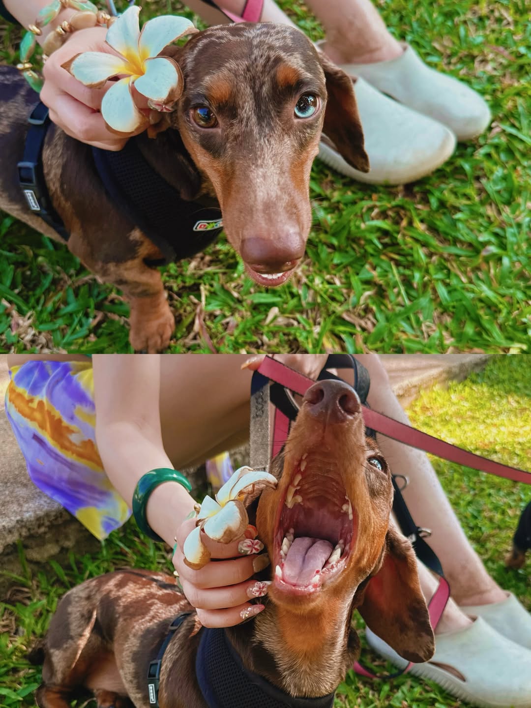 พลอยชมพู - ญานนีน ภารวี ไวเกล