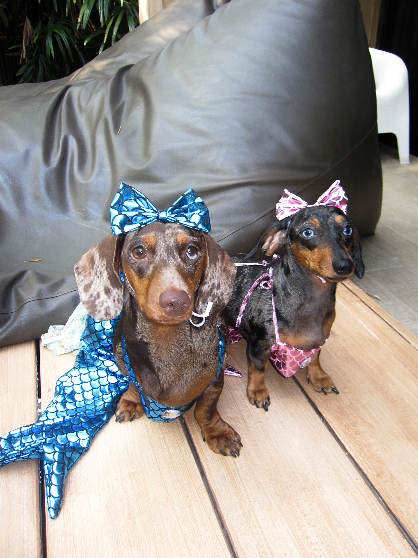 พลอยชมพู - ญานนีน ภารวี ไวเกล