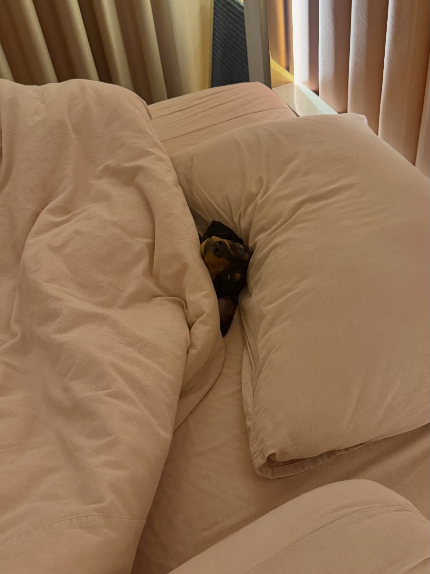 พลอยชมพู - ญานนีน ภารวี ไวเกล