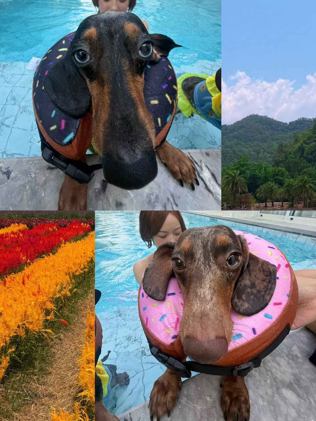 พลอยชมพู - ญานนีน ภารวี ไวเกล