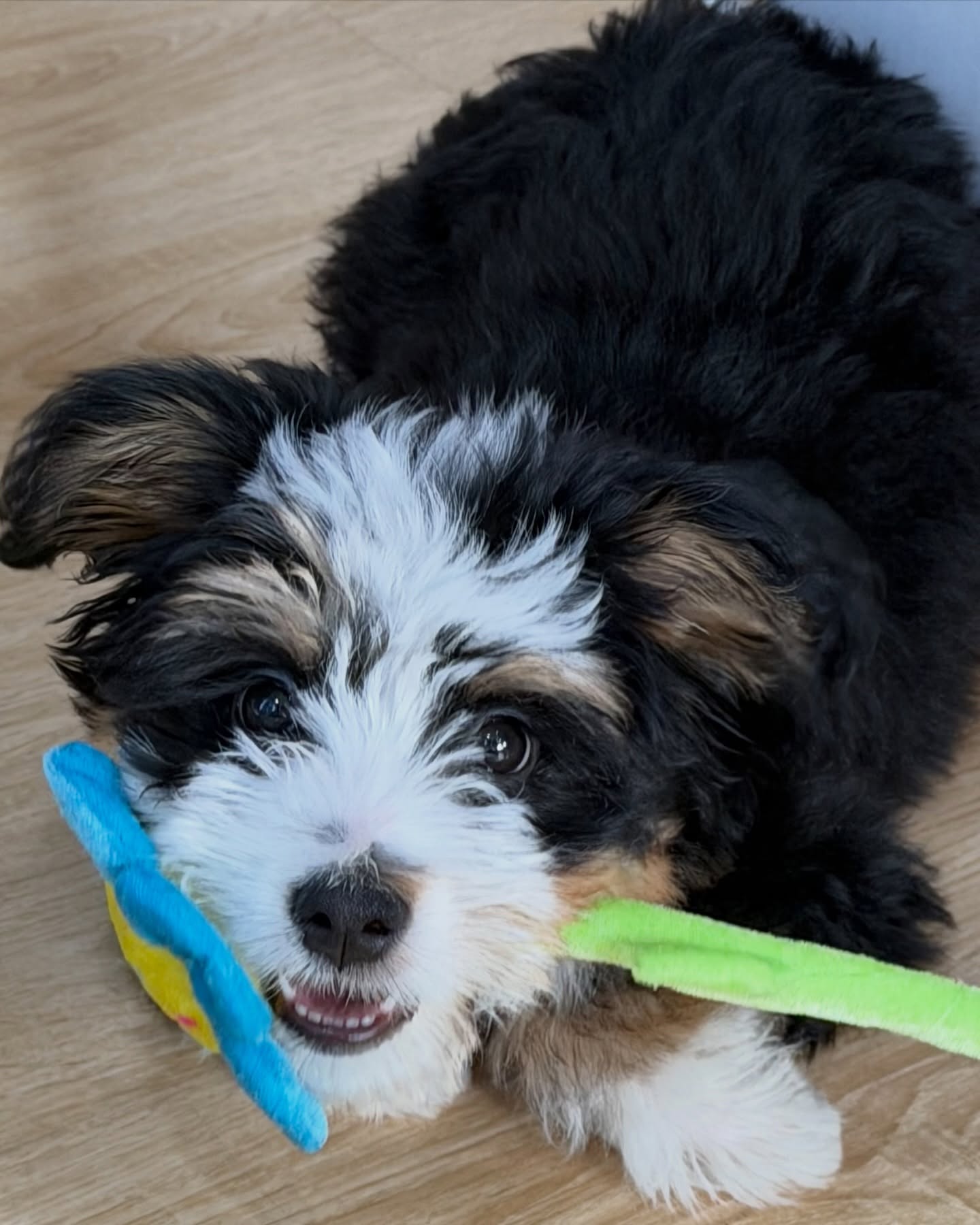 บลู - พงศ์ทิวัตถ์ ตั้งวันเจริญ