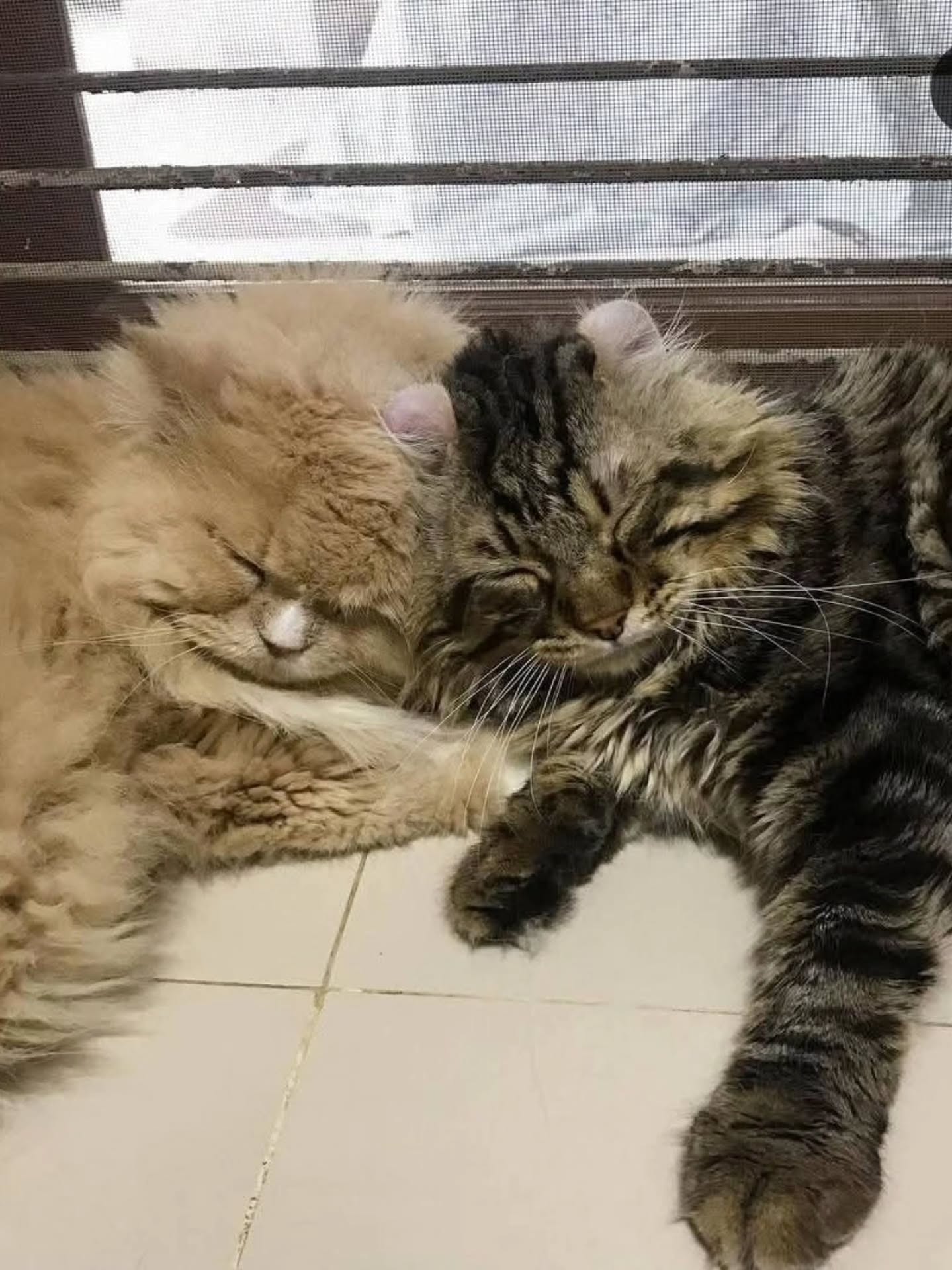 เม้าส์ - ณัชชา จันทพันธ์