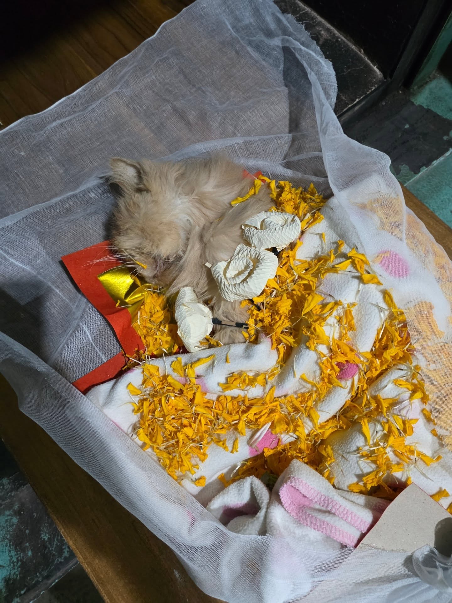 เม้าส์ - ณัชชา จันทพันธ์