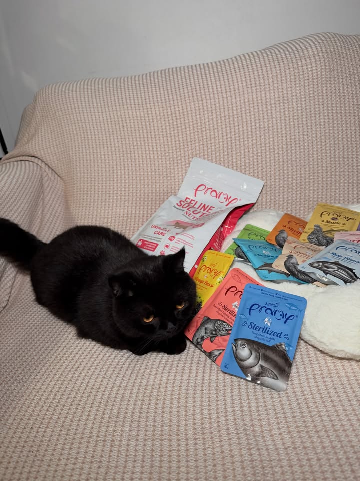 เจมส์ - ธีรดนย์ ศุภพันธุ์ภิญโญ