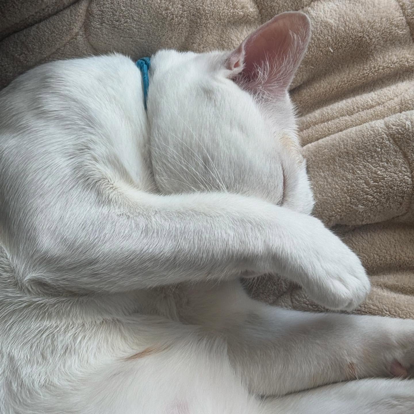 ริว - วชิรวิชญ์ อรัญธนวงศ์