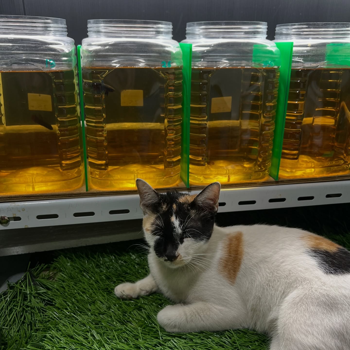 กลัฟ - คณาวุฒิ ไตรพิพัฒนพงษ์