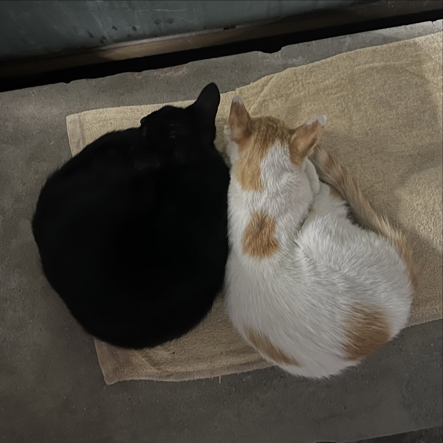 กลัฟ - คณาวุฒิ ไตรพิพัฒนพงษ์