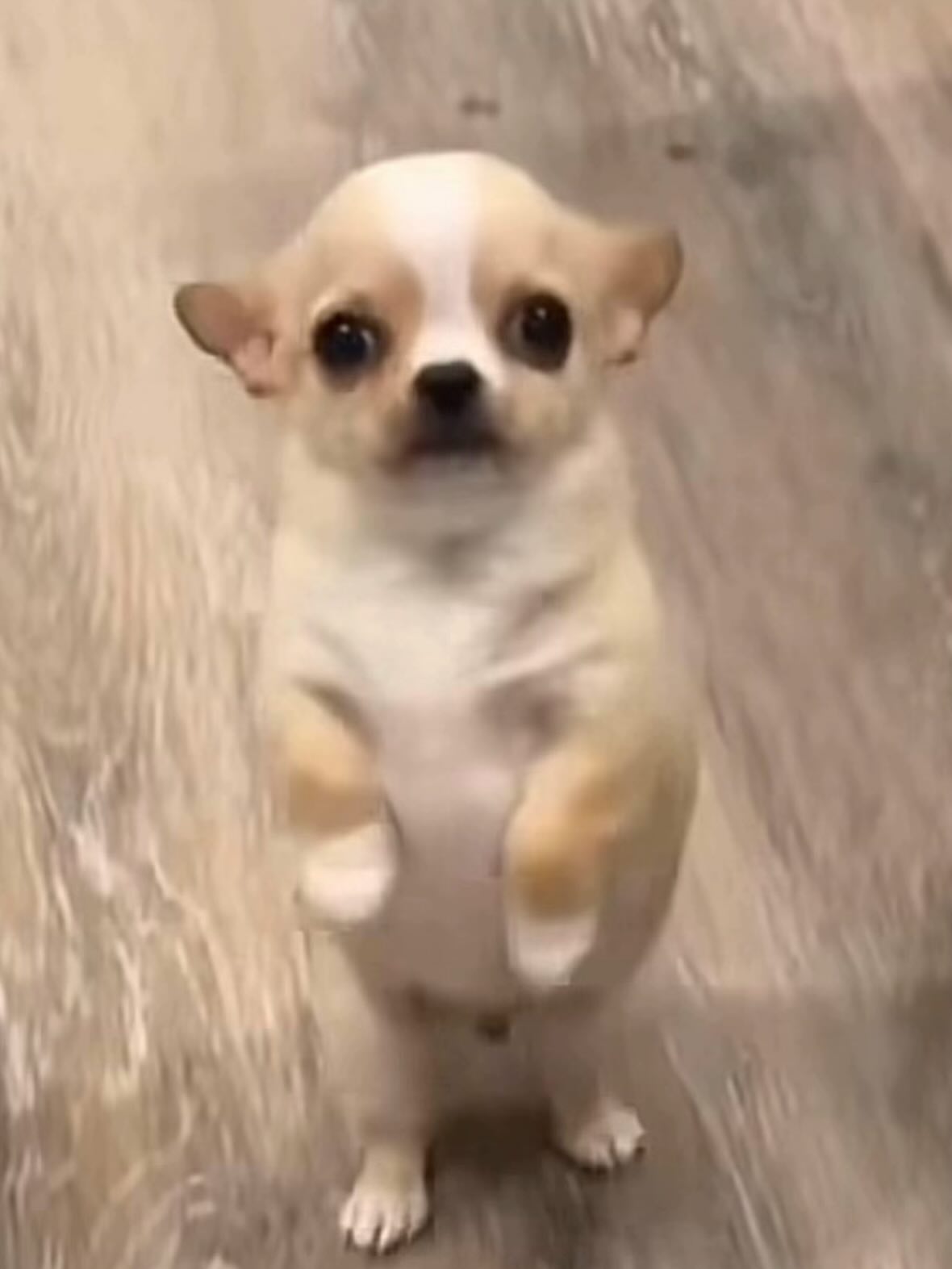 เทีย ทวีพาณิชย์พันธุ์