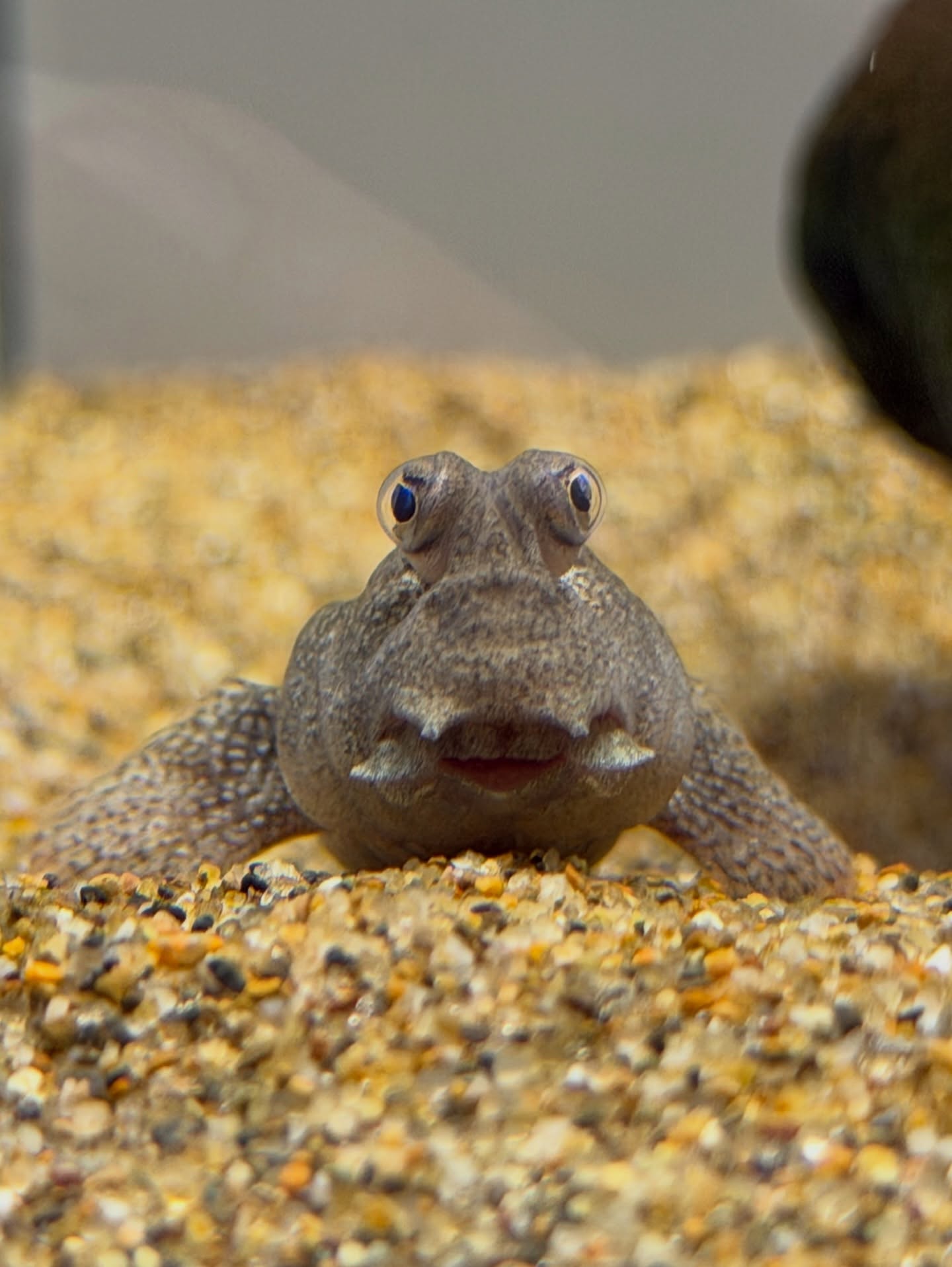 แป้งโกะ - จินตนัดดา ลัมะกานนท์