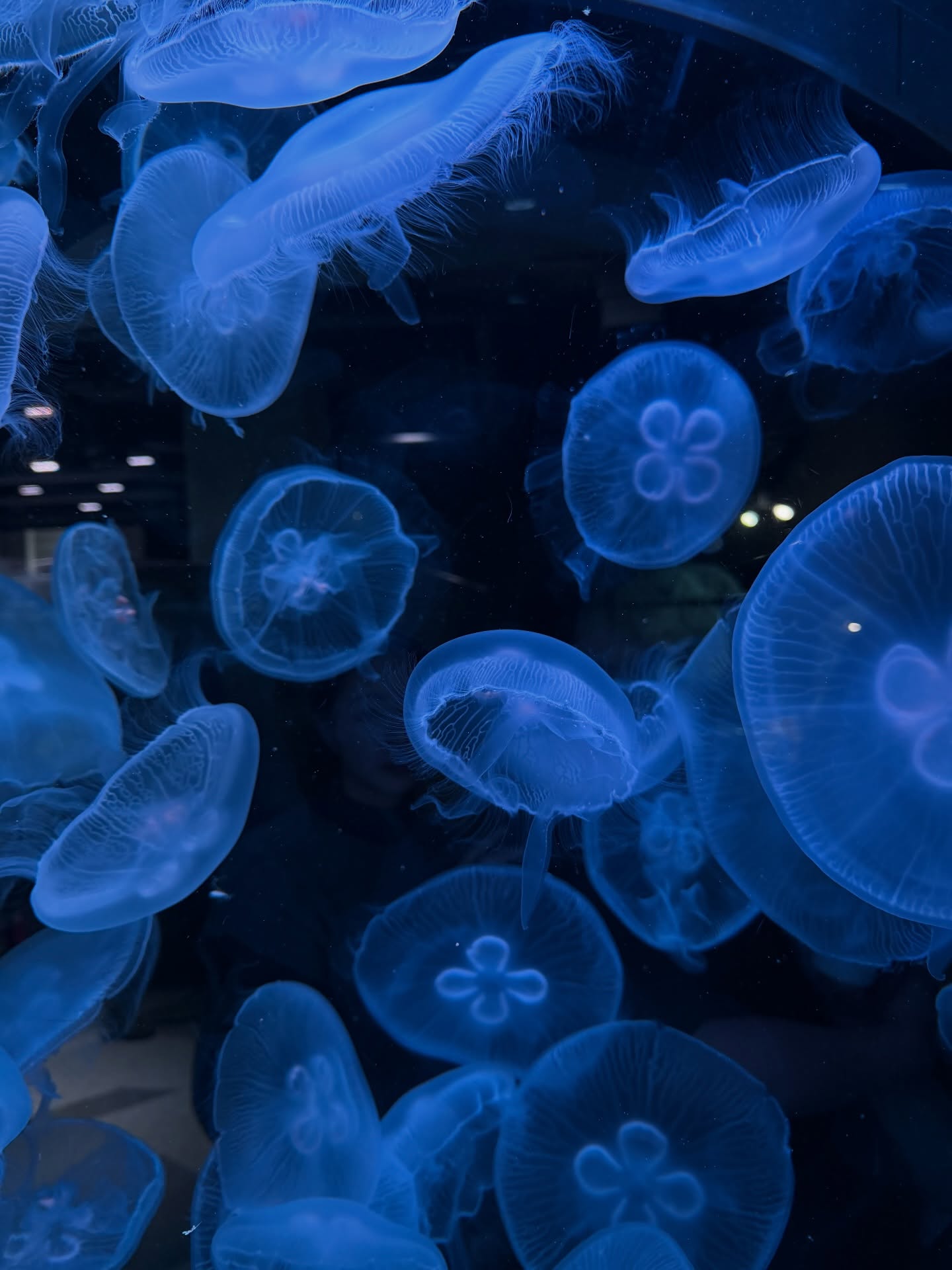 แป้งโกะ - จินตนัดดา ลัมะกานนท์