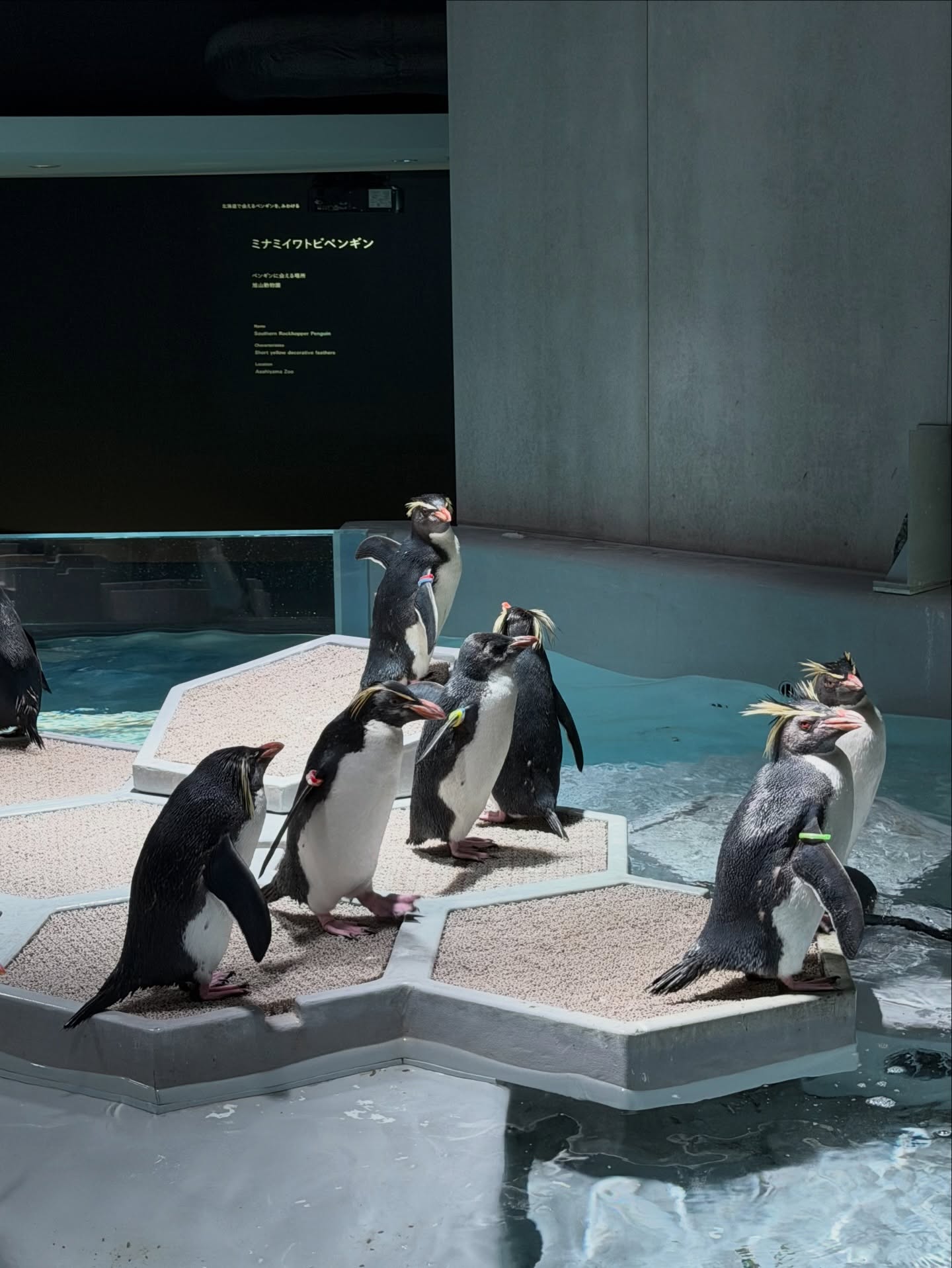 แป้งโกะ - จินตนัดดา ลัมะกานนท์