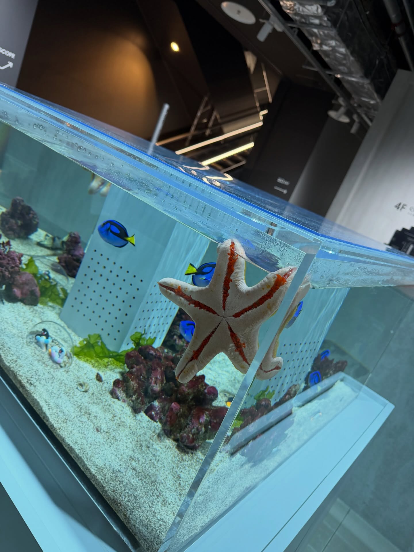 แป้งโกะ - จินตนัดดา ลัมะกานนท์