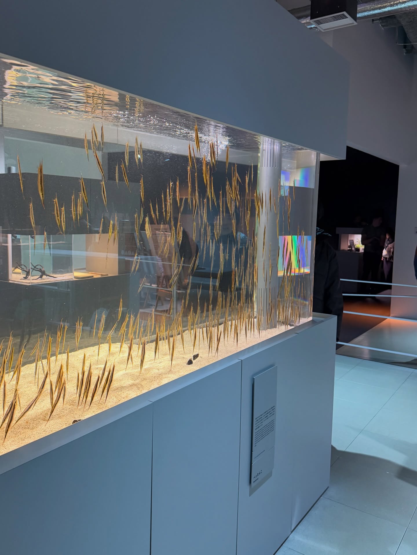 แป้งโกะ - จินตนัดดา ลัมะกานนท์