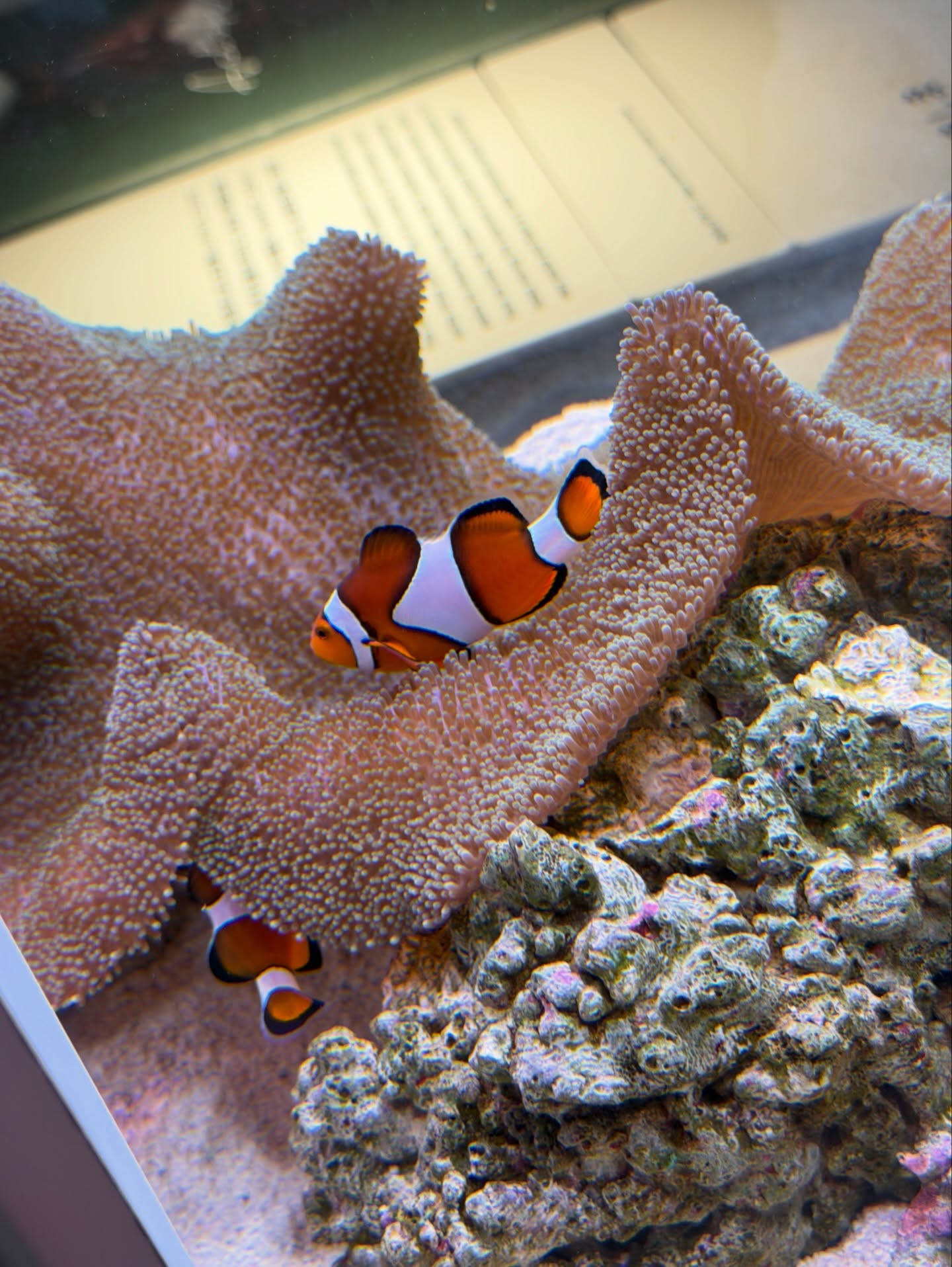 แป้งโกะ - จินตนัดดา ลัมะกานนท์