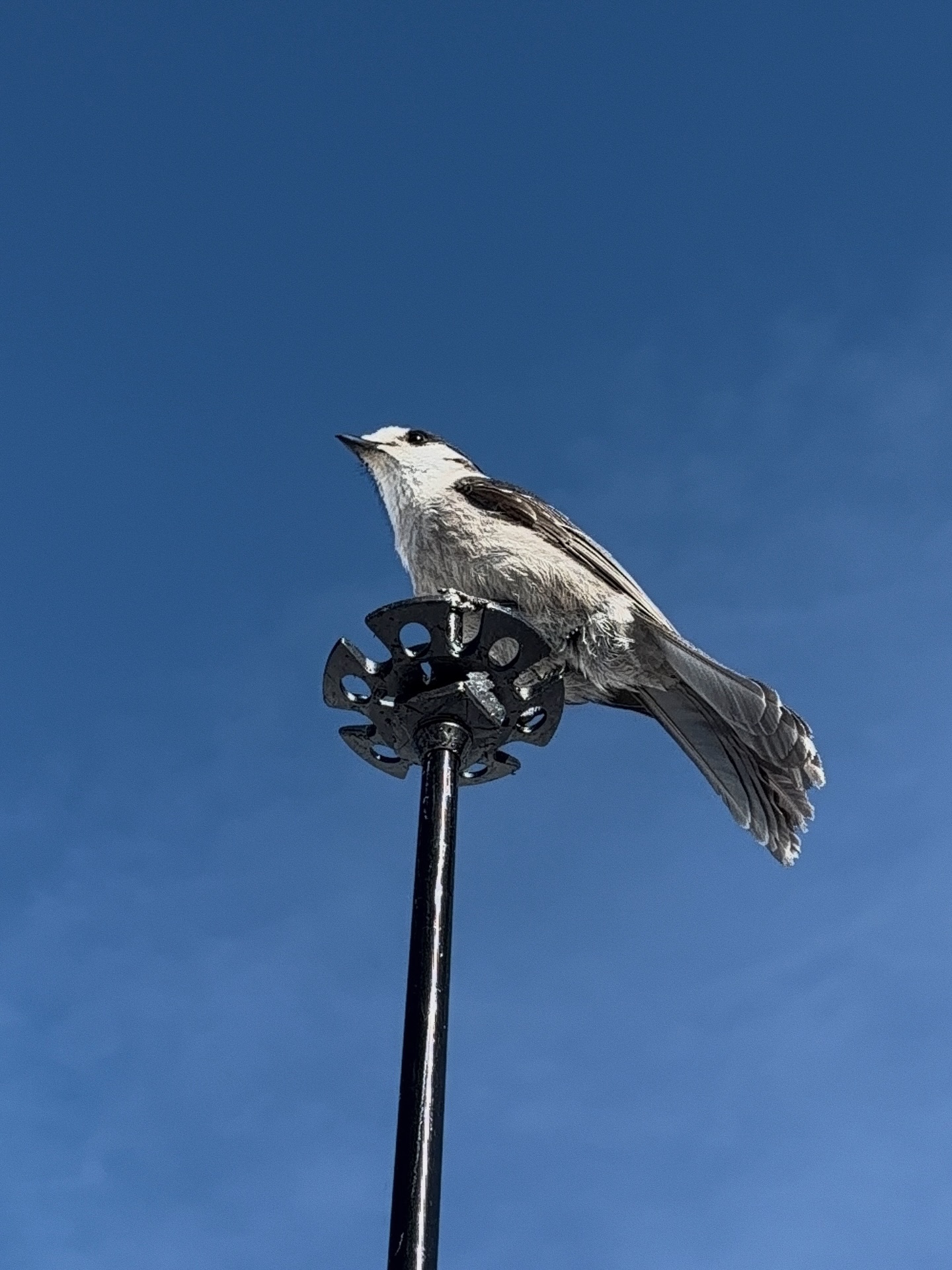 แป้งโกะ - จินตนัดดา ลัมะกานนท์