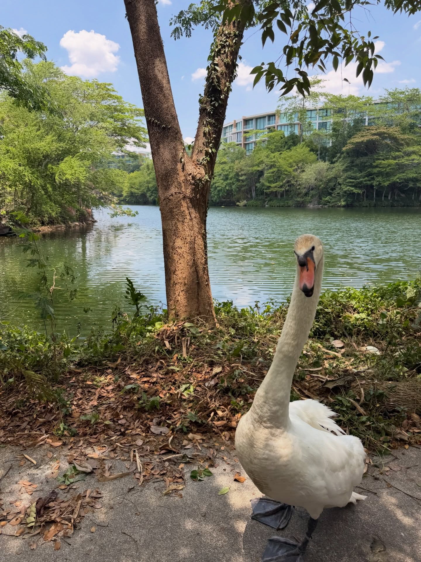 แป้งโกะ - จินตนัดดา ลัมะกานนท์