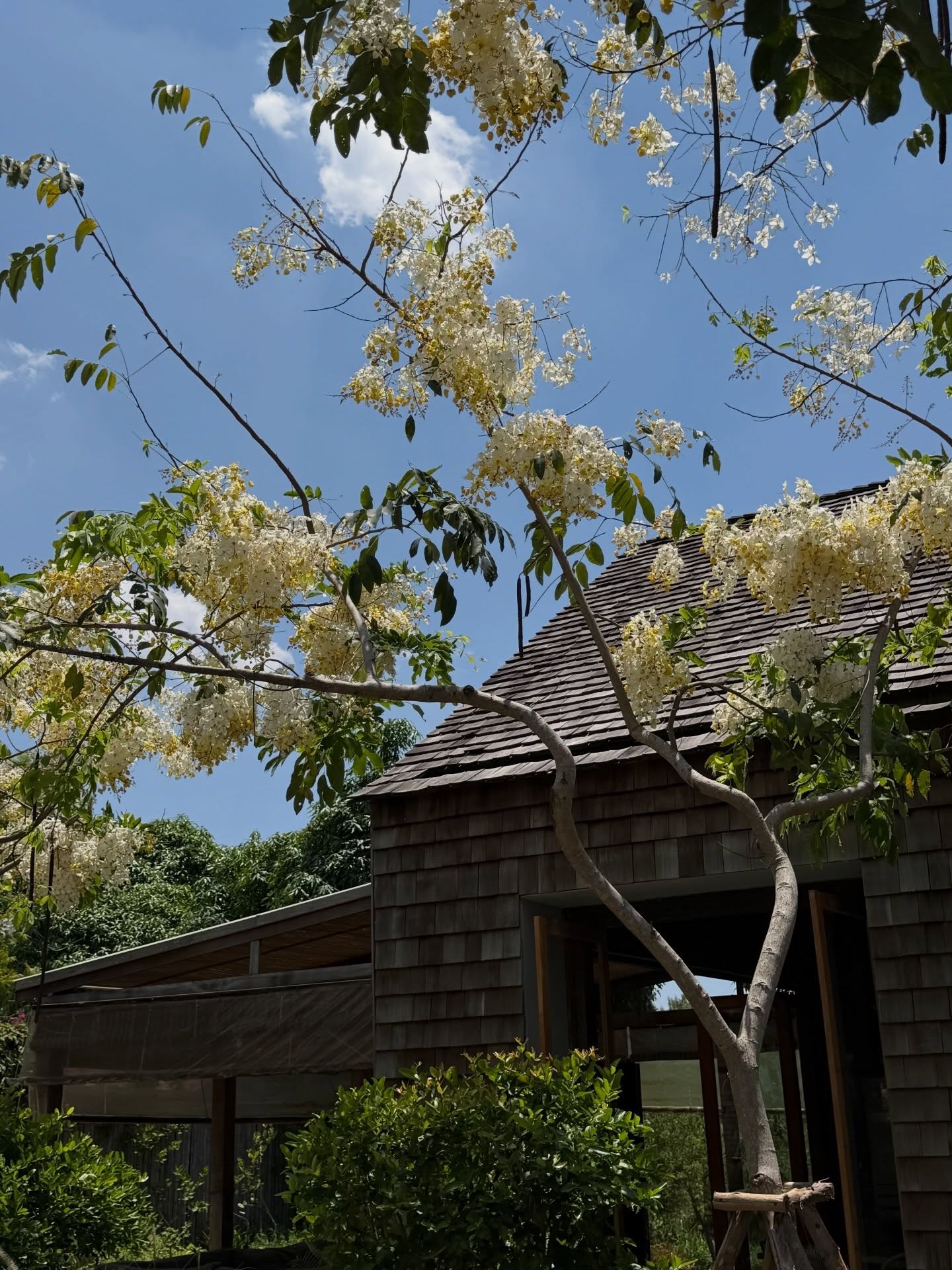 แป้งโกะ - จินตนัดดา ลัมะกานนท์