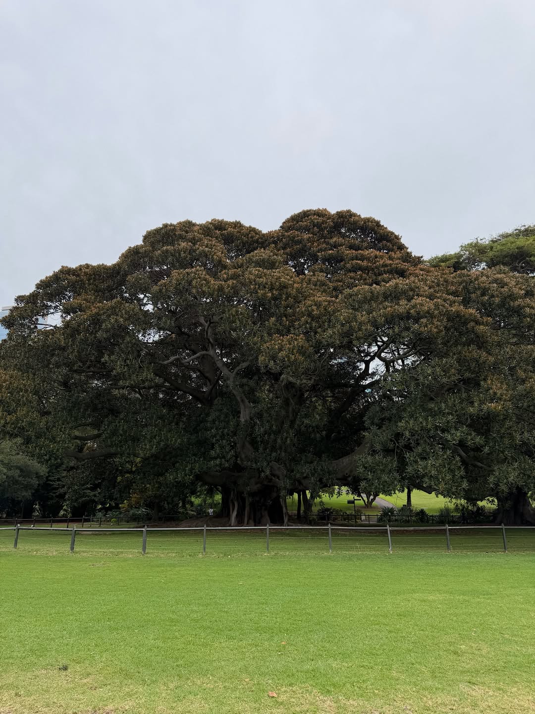 แป้งโกะ - จินตนัดดา ลัมะกานนท์