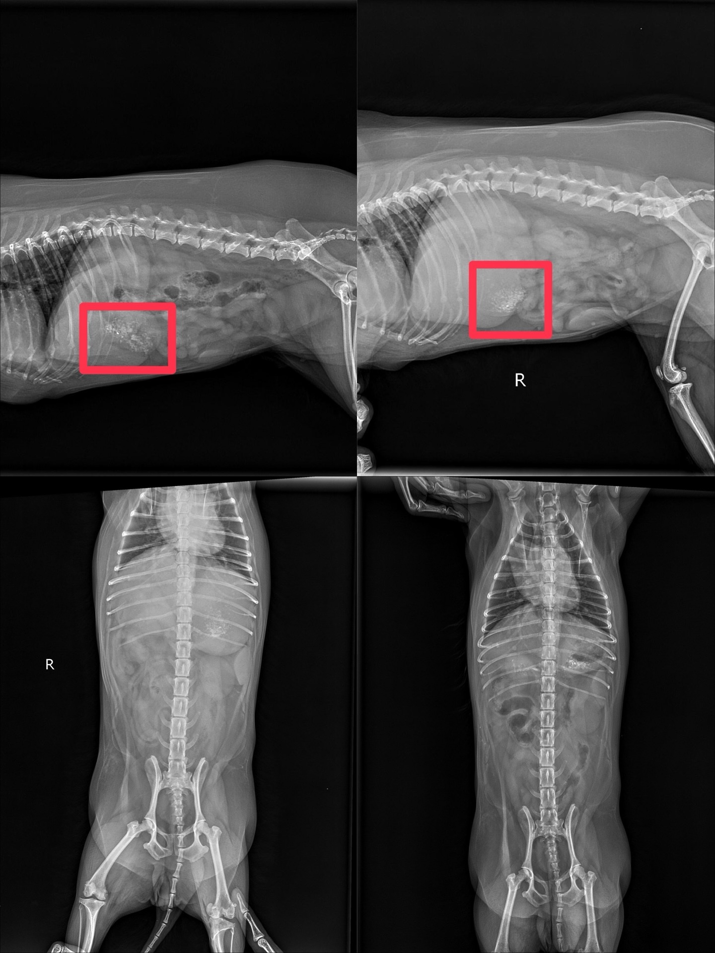 โบกี้ - พิชญ์สินี วีระสุทธิมาศ