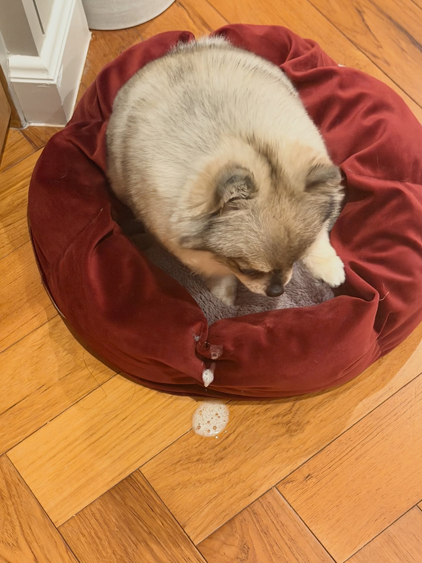 โบกี้ - พิชญ์สินี วีระสุทธิมาศ