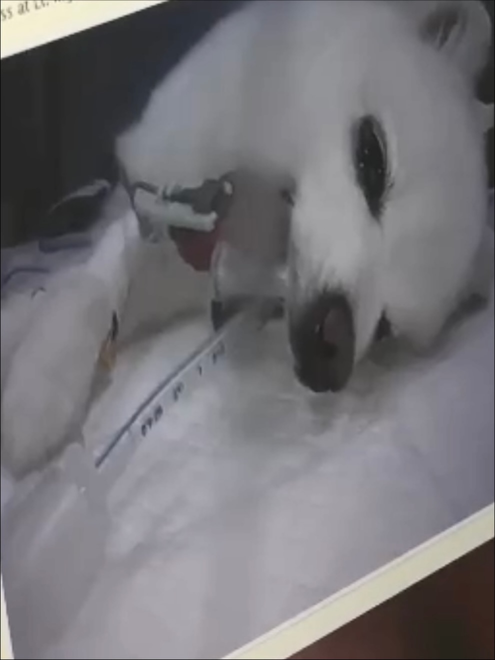 โบกี้ - พิชญ์สินี วีระสุทธิมาศ