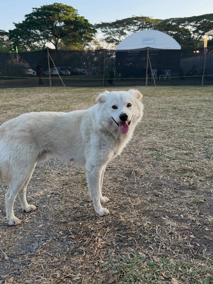 โบกี้ - พิชญ์สินี วีระสุทธิมาศ