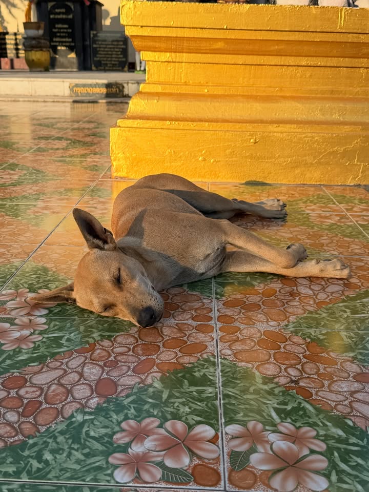 โบกี้ - พิชญ์สินี วีระสุทธิมาศ
