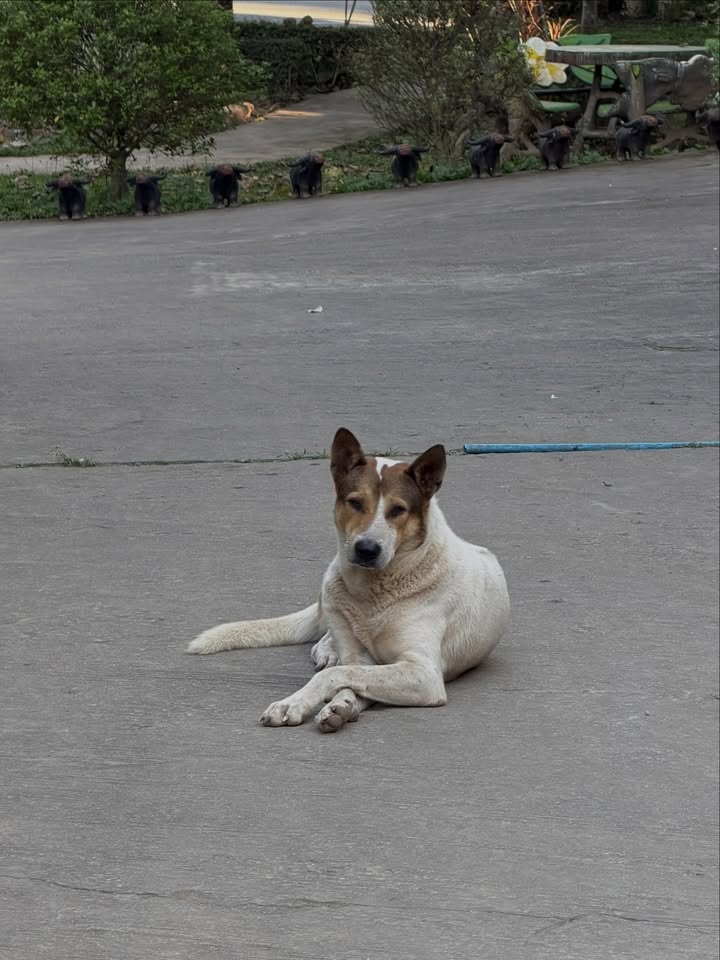 โบกี้ - พิชญ์สินี วีระสุทธิมาศ