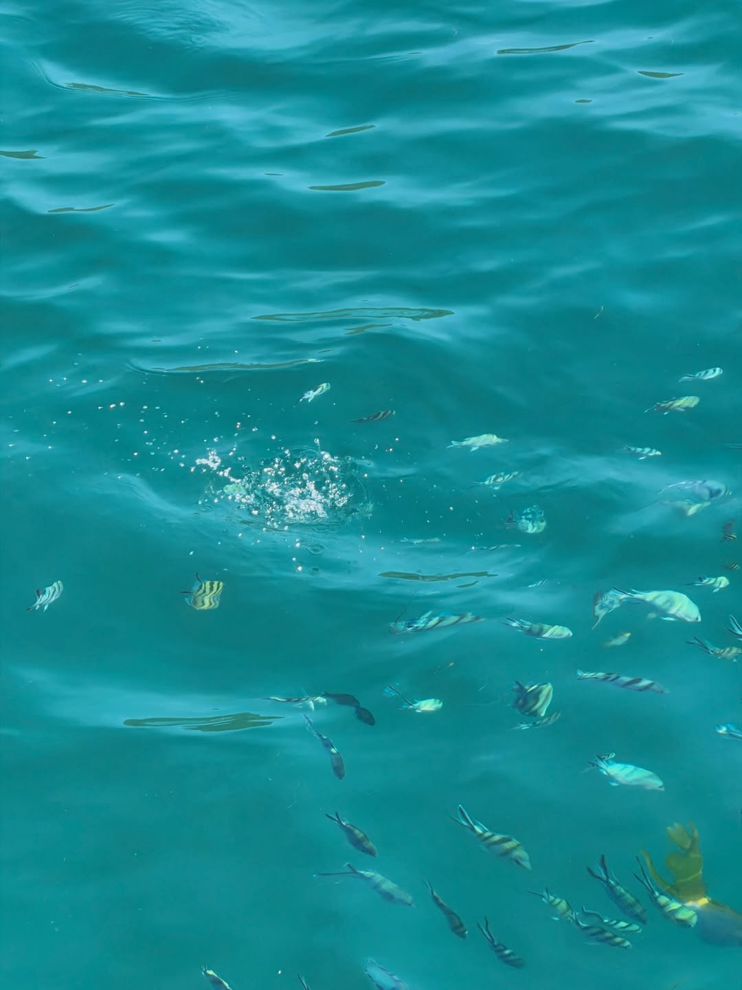 โบกี้ - พิชญ์สินี วีระสุทธิมาศ