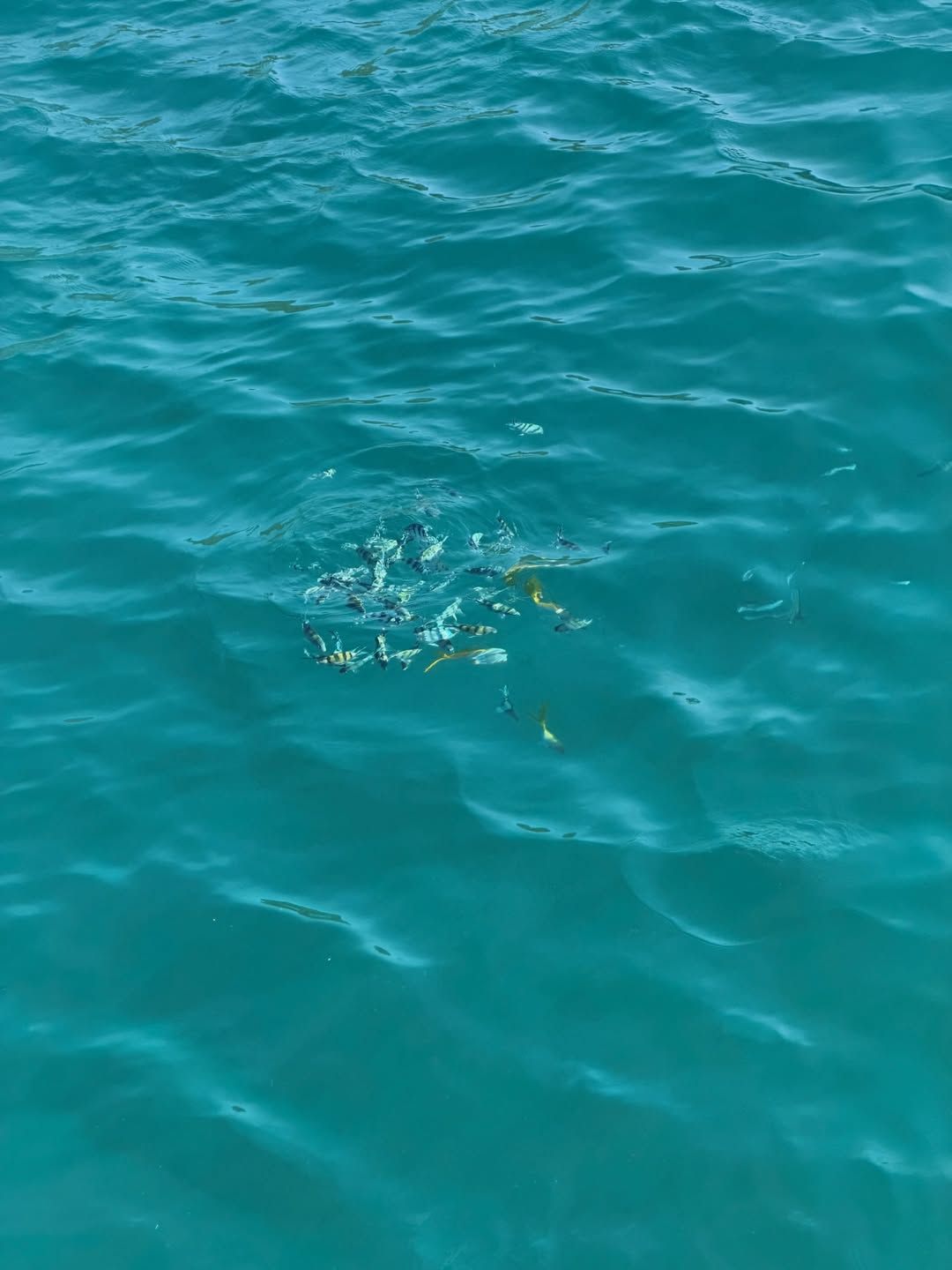 โบกี้ - พิชญ์สินี วีระสุทธิมาศ