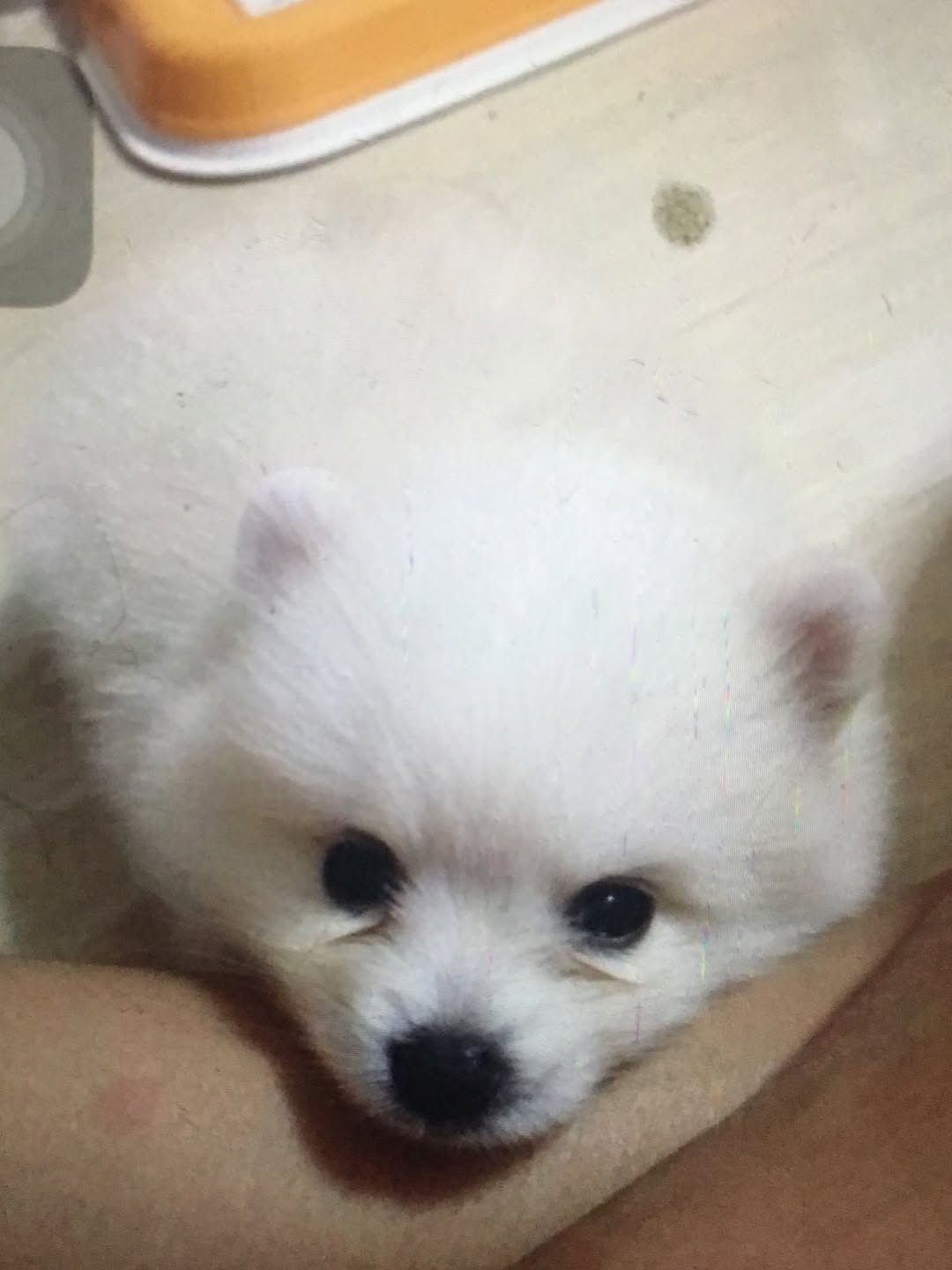 โบกี้ - พิชญ์สินี วีระสุทธิมาศ