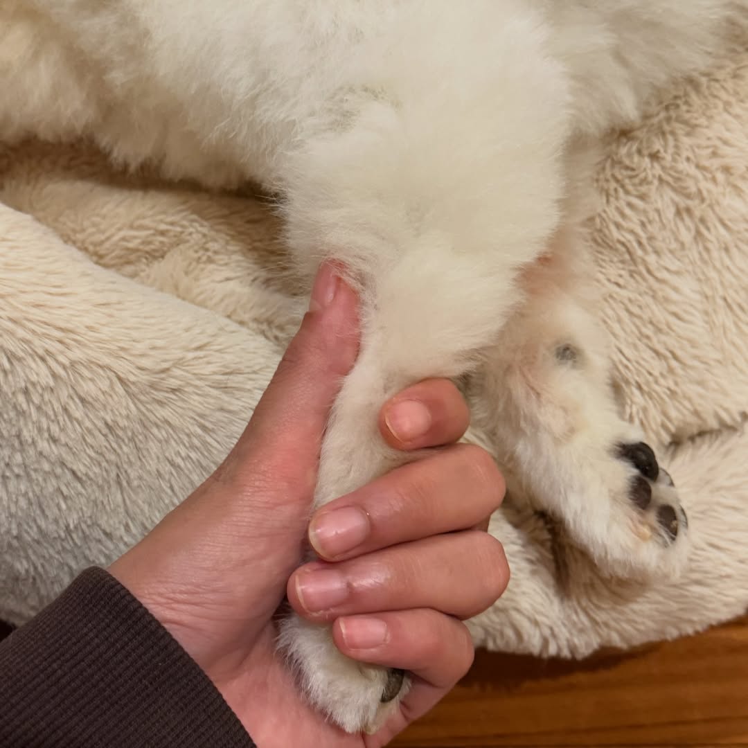 โบกี้ - พิชญ์สินี วีระสุทธิมาศ