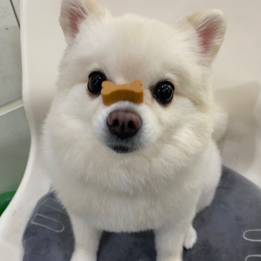 โบกี้ - พิชญ์สินี วีระสุทธิมาศ