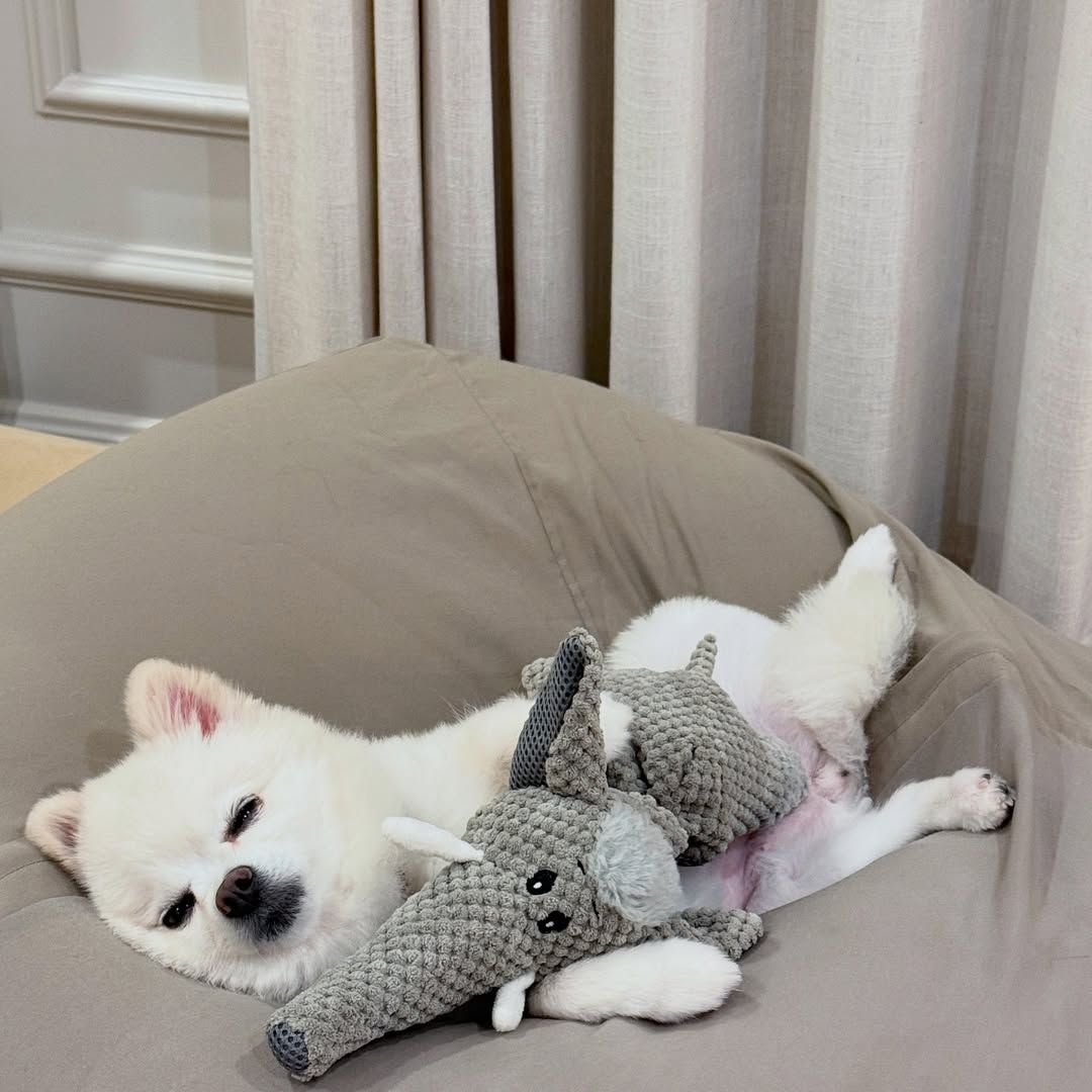 โบกี้ - พิชญ์สินี วีระสุทธิมาศ